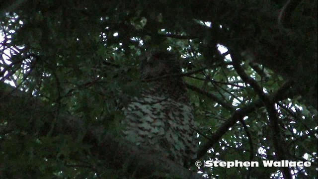 Powerful Owl - ML201621561