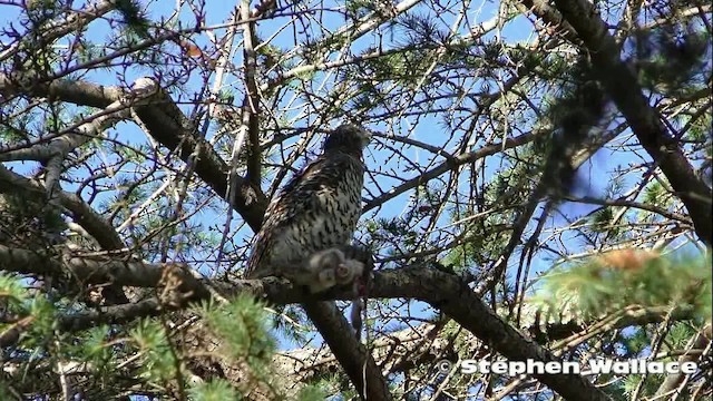 Powerful Owl - ML201621571