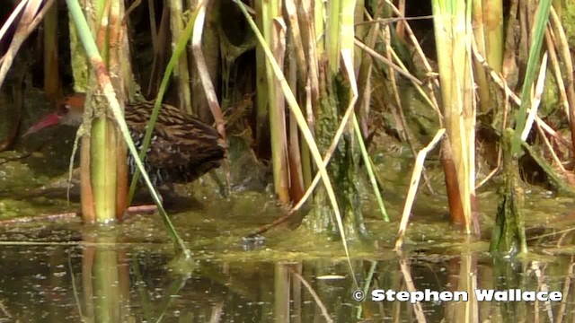 Râle à poitrine grise - ML201621591