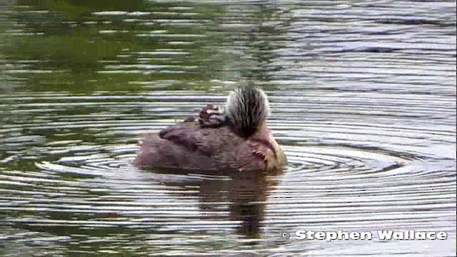 Hoary-headed Grebe - ML201621601