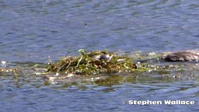 Hoary-headed Grebe - ML201621611