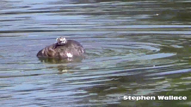 Hoary-headed Grebe - ML201621621