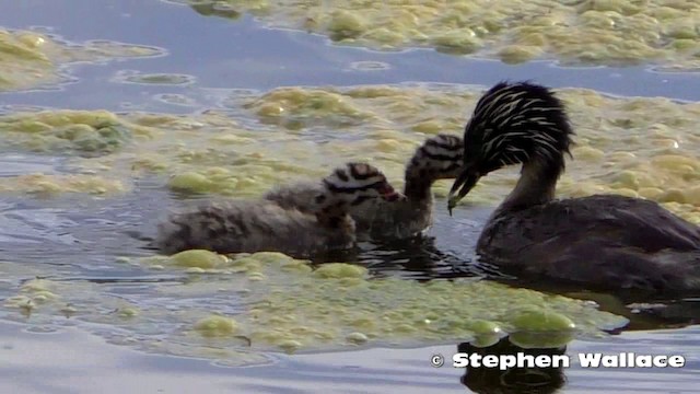 Hoary-headed Grebe - ML201621631