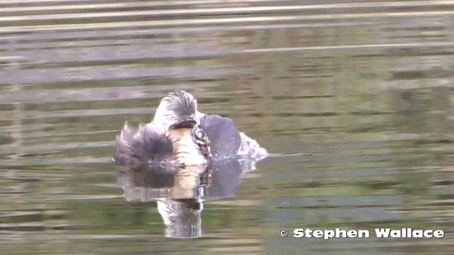 Hoary-headed Grebe - ML201621641