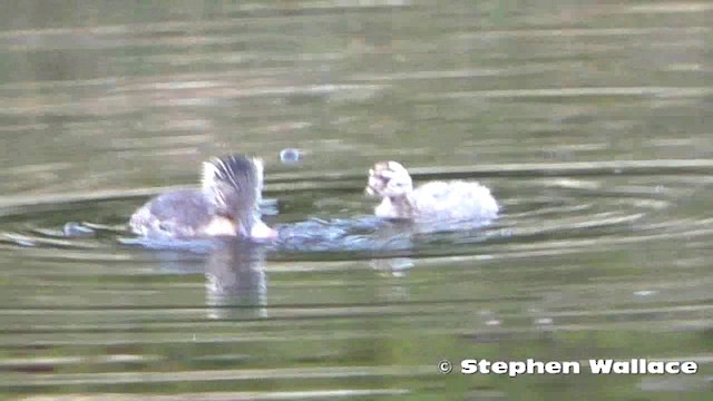 Hoary-headed Grebe - ML201621651