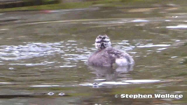 Hoary-headed Grebe - ML201621661