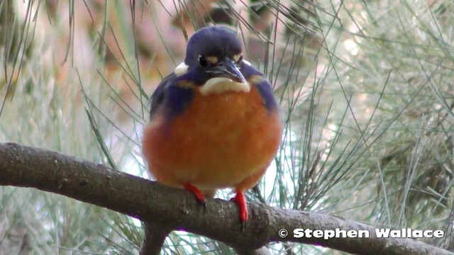 Azure Kingfisher - ML201621681