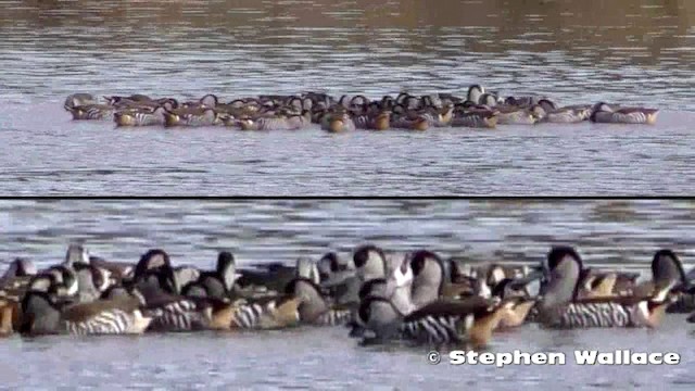 Pink-eared Duck - ML201621691