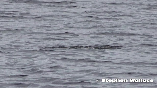 ミカヅキハシビロガモ - ML201621701