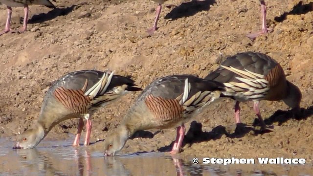 Suirirí Australiano - ML201621731