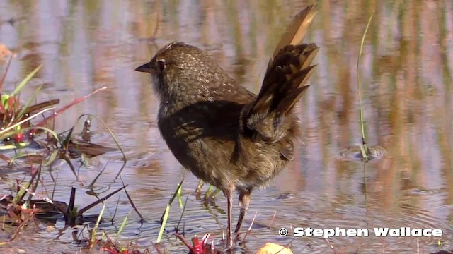 Olivscheitel-Borstenvogel - ML201621741