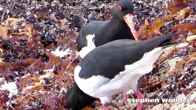 Pied Oystercatcher - ML201621751