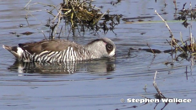 Pink-eared Duck - ML201621791