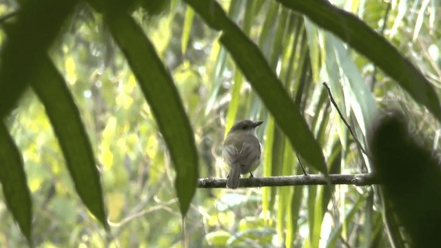 Sulphur-bellied Whistler - ML201621811