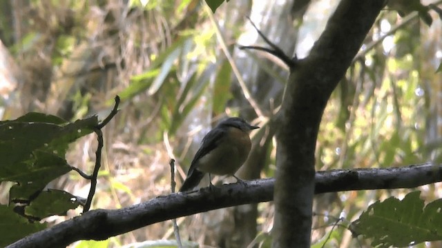 Sulawesi Blue Flycatcher (Sulawesi) - ML201621821