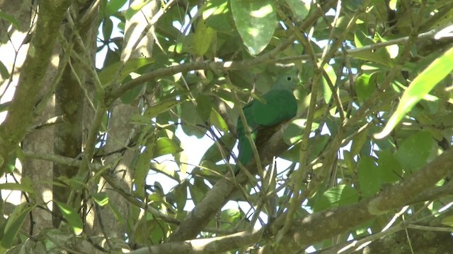 Scarlet-breasted Fruit-Dove - ML201621841