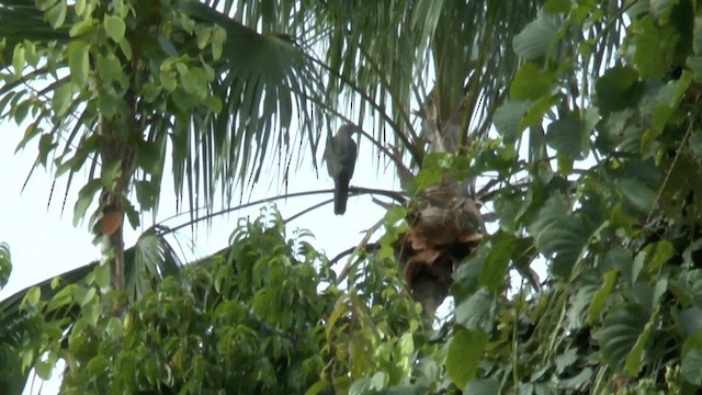 Variable Goshawk (Variable) - ML201621871