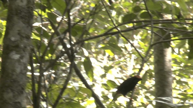 Énode à sourcils rouges - ML201621921