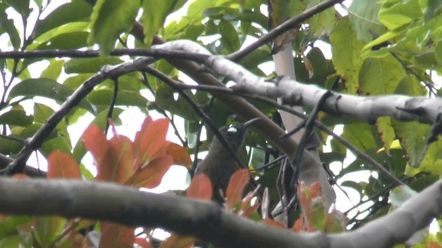 White-eared Myza - ML201621941