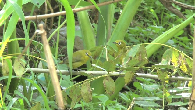 Lemon-bellied White-eye - ML201621971