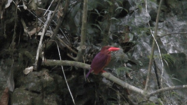 Ruddy Kingfisher - ML201621981