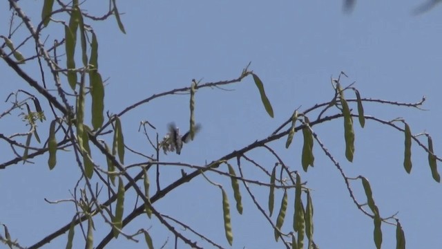 Colibrí Ventrizafiro - ML201622041