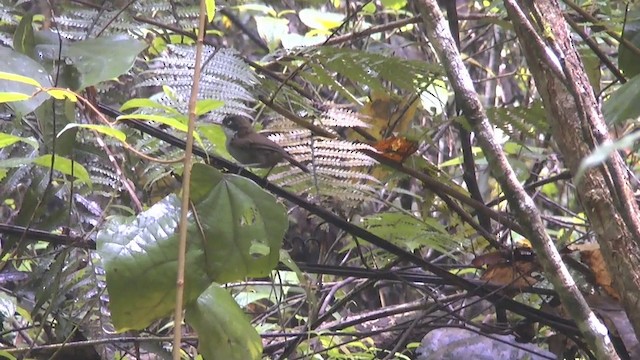 Dark-fronted Babbler (nigrifrons) - ML201622121