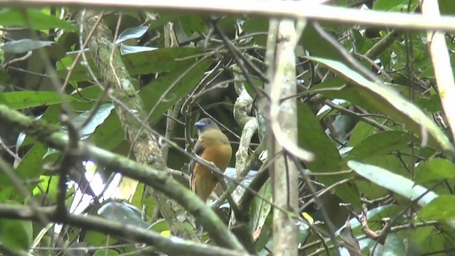 trogon indický - ML201622131