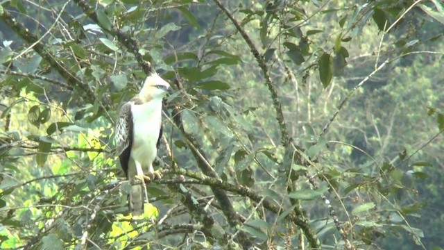 Changeable Hawk-Eagle (Crested) - ML201622141