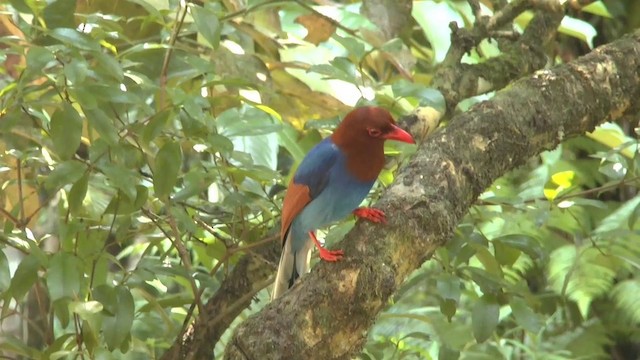 Sri Lanka Blue-Magpie - ML201622161