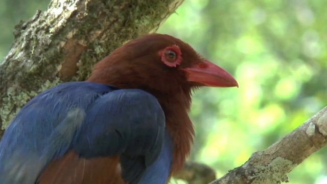 Sri Lanka Blue-Magpie - ML201622171