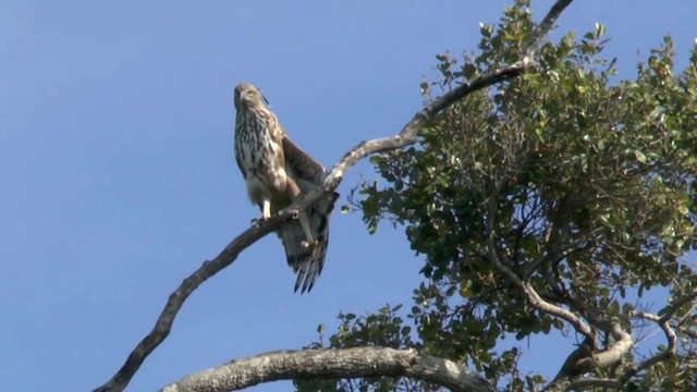 Changeable Hawk-Eagle (Crested) - ML201622181