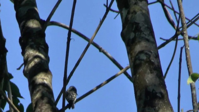 Brown-capped Pygmy Woodpecker - ML201622251