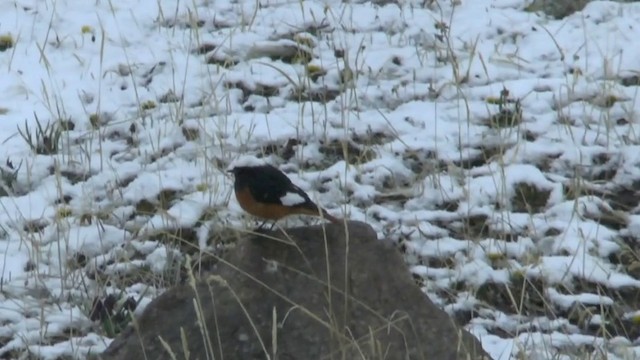 White-winged Redstart - ML201622321