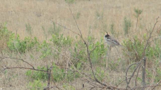 Moineau des saxaouls - ML201622341