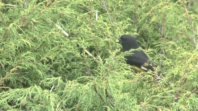 White-winged Grosbeak - ML201622361