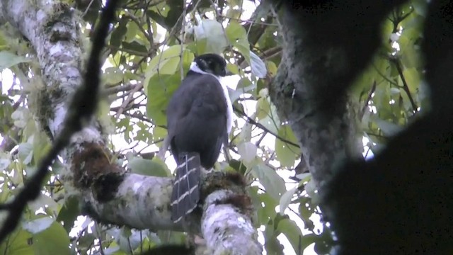 Collared Forest-Falcon - ML201622371