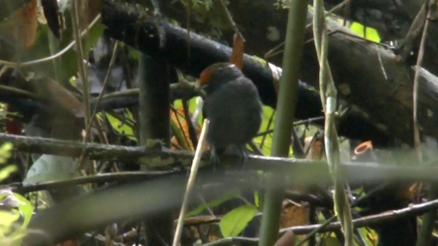 Conopophage à couronne rousse - ML201622381