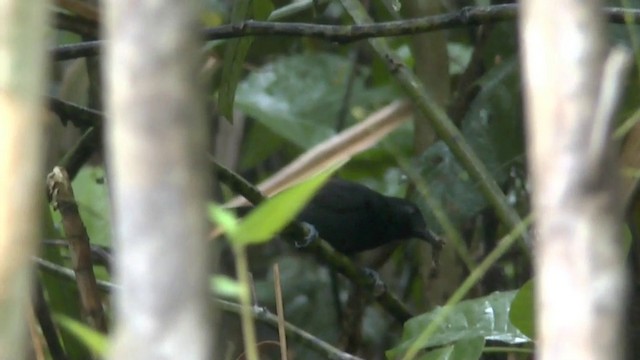 Castelnau's Antshrike - ML201622411