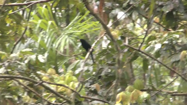 Velvet-fronted Grackle - ML201622441