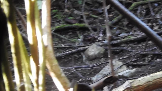 Papuan Scrub-Robin - ML201622481