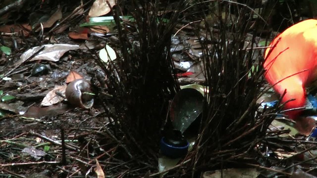 Masked Bowerbird - ML201622541