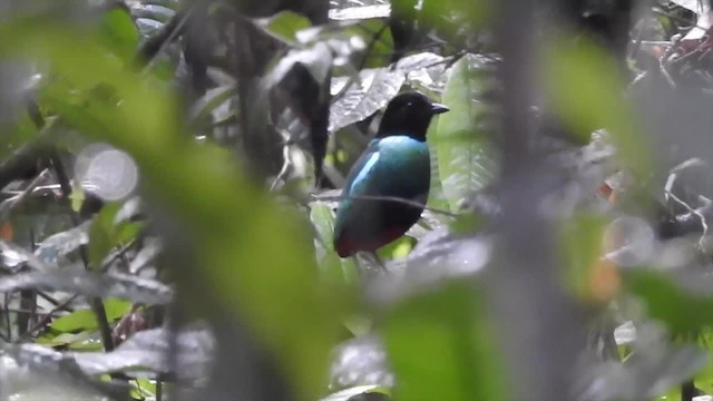 Eastern Hooded Pitta (Numfor) - ML201622601