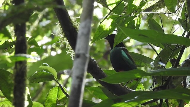 Eastern Hooded Pitta (Numfor) - ML201622611