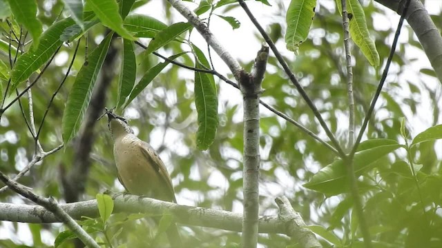 Common Cicadabird (Geelvink) - ML201622631