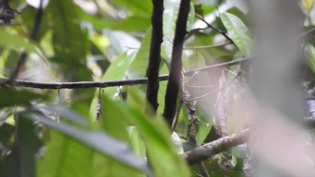 Geelvink Pygmy-Parrot - ML201622671