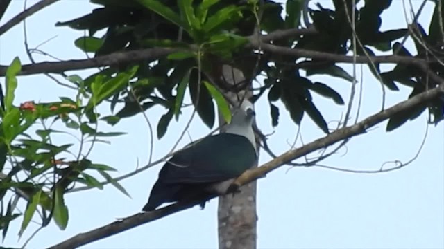 Geelvink Imperial-Pigeon - ML201622701