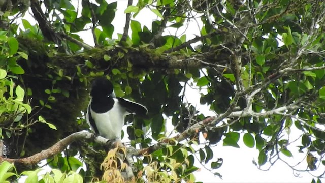 Hooded Butcherbird - ML201622791