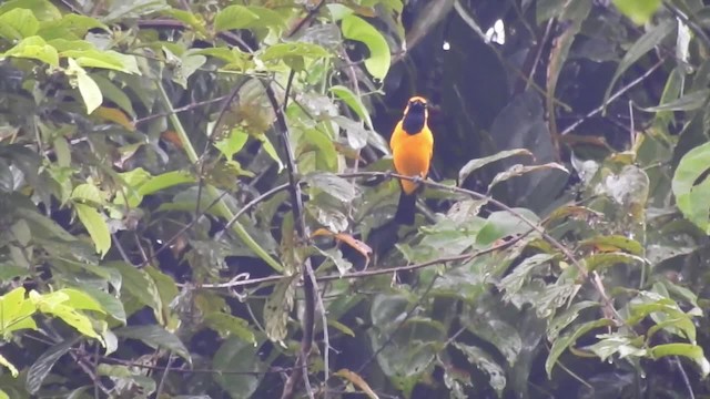 Golden Monarch - ML201622801