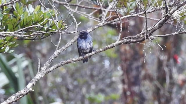 Petroica Gorjinegra - ML201622891